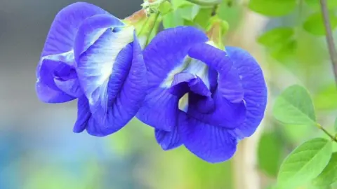 Impex A close up of the blue flower of the butterfly pea. 