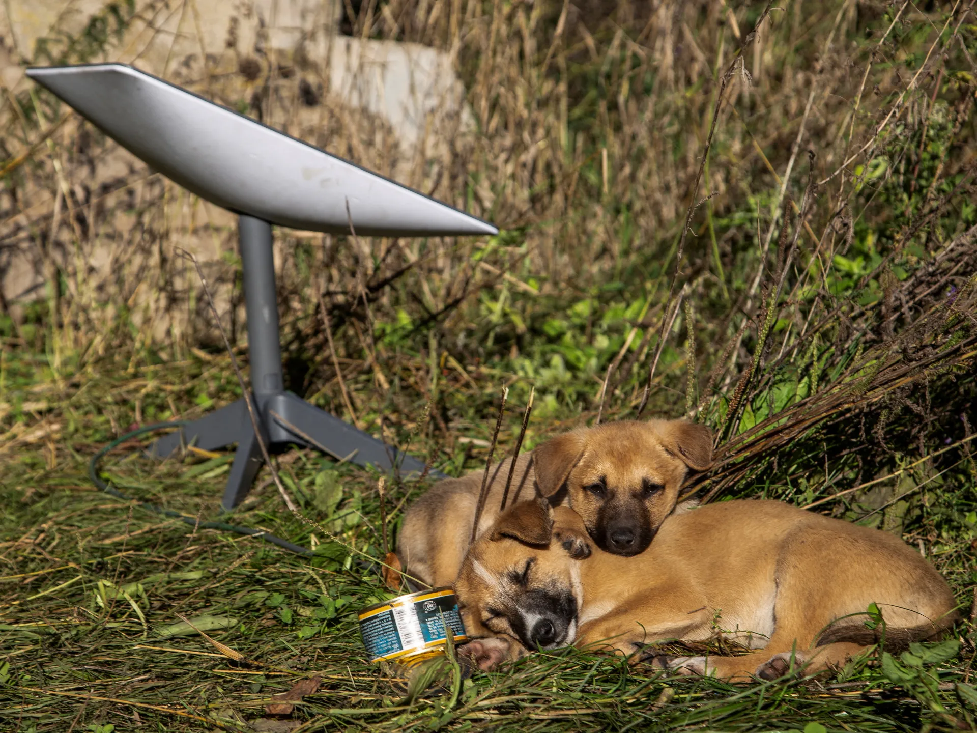 How does the cutoff of Starlink terminals affect Russia’s moves in Ukraine? | Russia-Ukraine war News