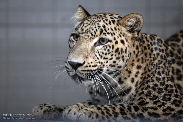 VIDEO: Wild Leopard wanders into home yard in Iran’s Masal