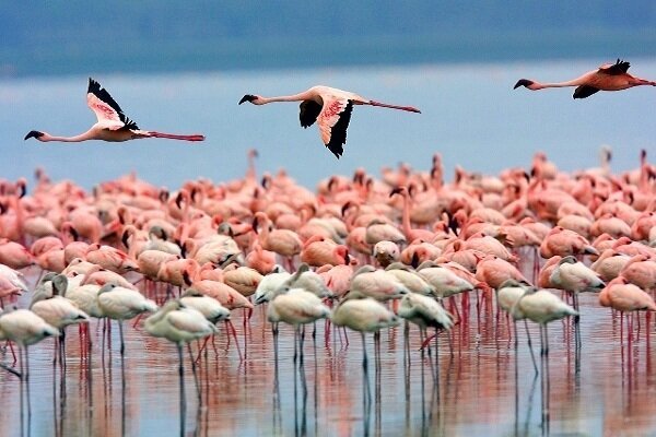 Flamingos migrate to Makran coast, official says, highlighting tourism potential