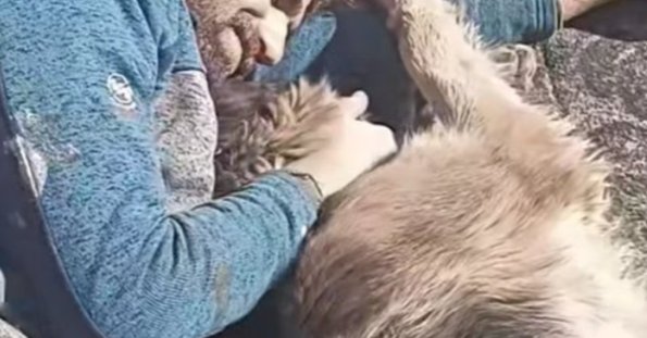 A man, a dog, and a private wish turned public tragedy in Iran