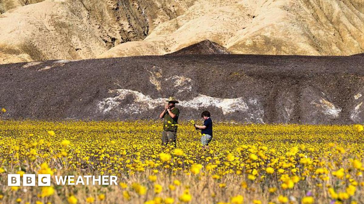 Death Valley blanketed in wildflowers in best bloom since 2016