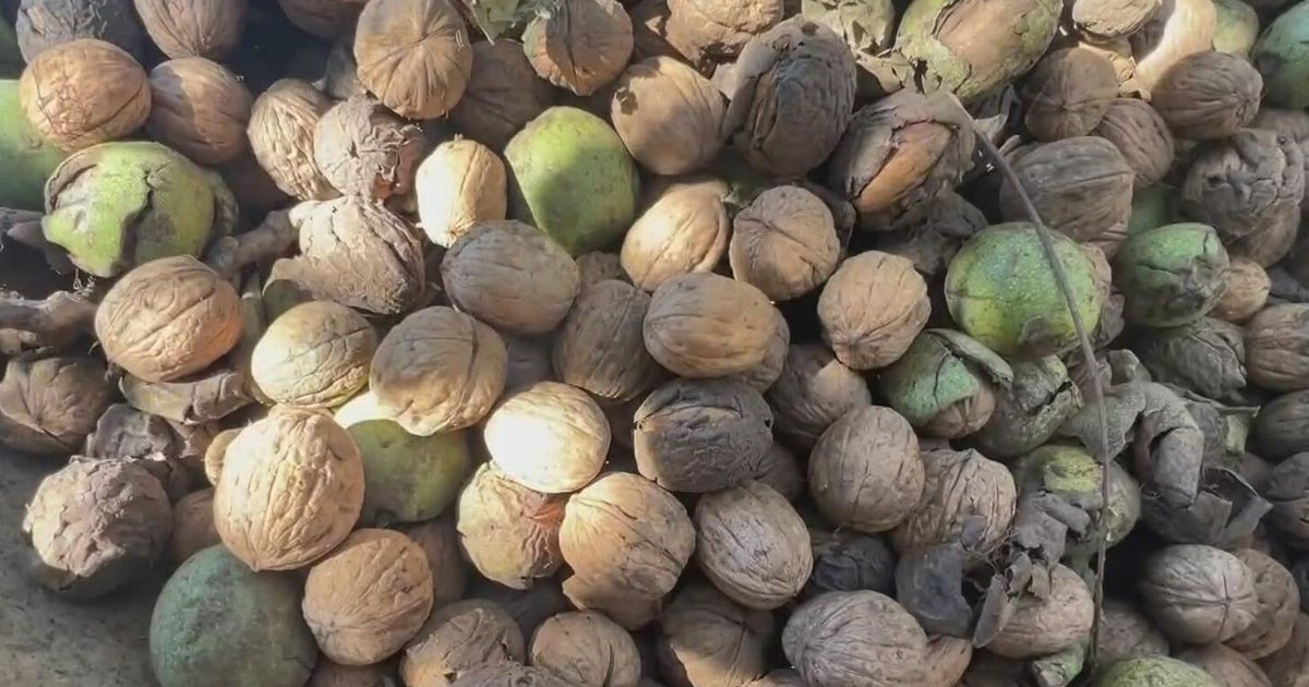 How the war in Iran is impacting California's walnut crop – CBS News