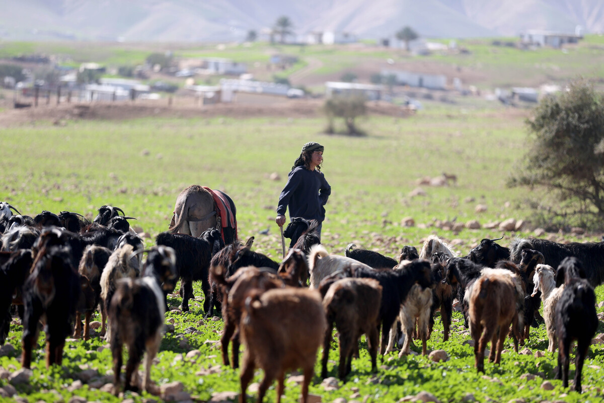 Livestock theft in Jordan Valley adds pressure on Palestinian herders – Middle East Monitor