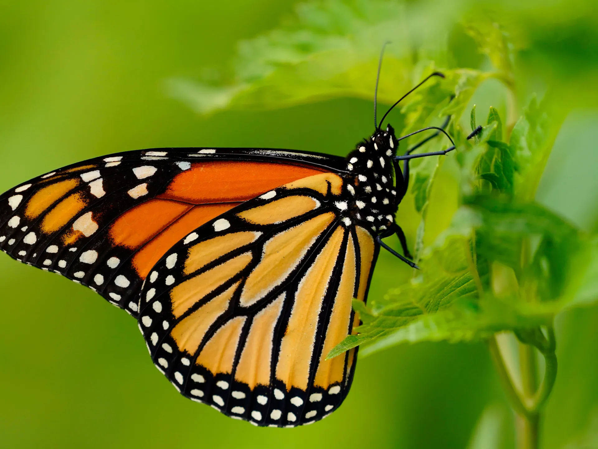 Endangered monarch butterfly population surges 64 percent | Environment