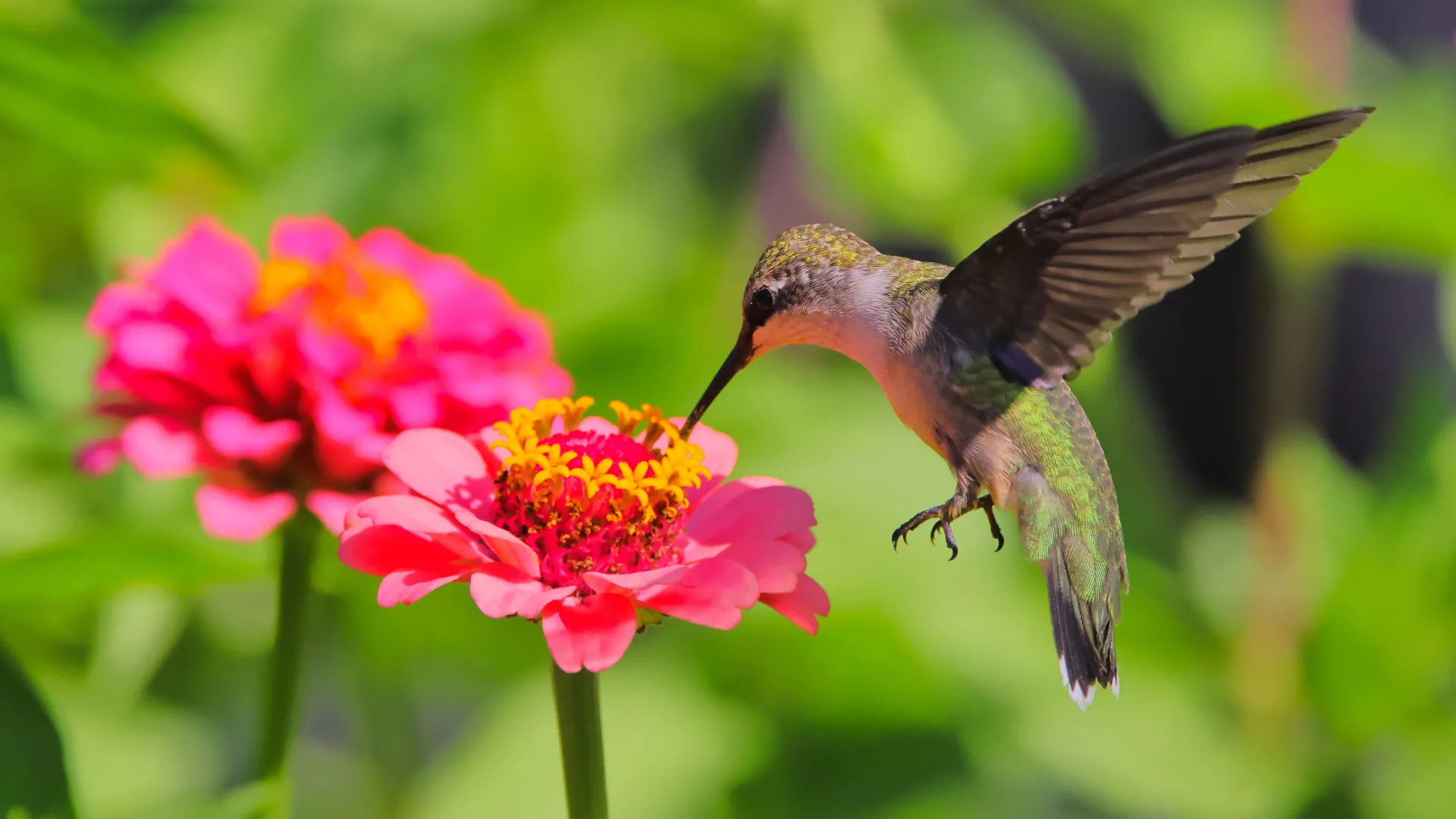 Scientists just discovered bees and hummingbirds are drinking alcohol