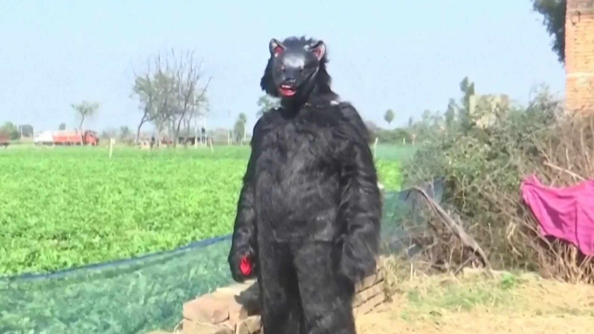 Indian farmers dress up as bears to protect crops from monkeys | Agriculture