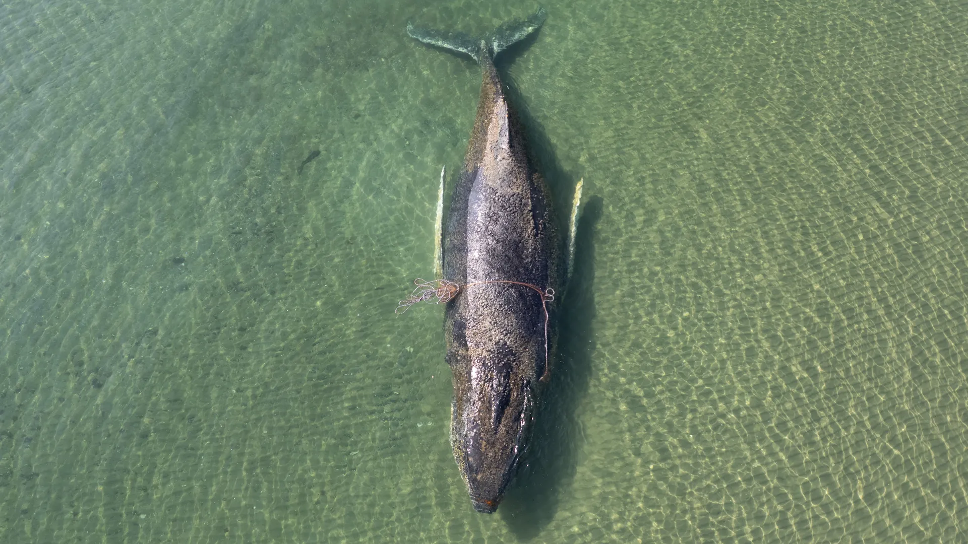 Rescuers race to save stranded whale in Germany | Newsfeed