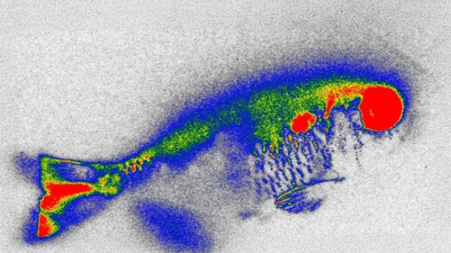 Hidden antibiotics in river fish spark new food safety fears