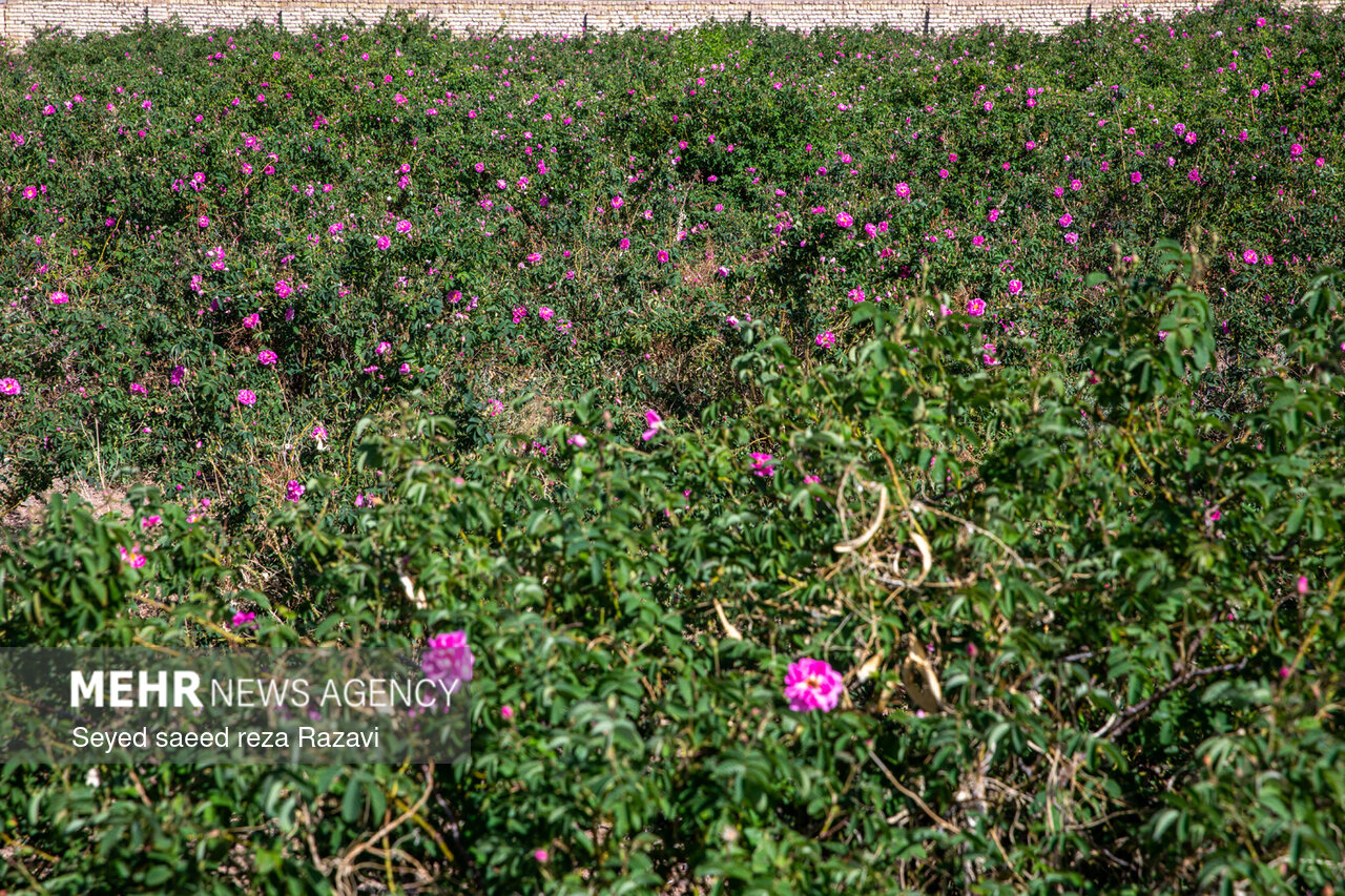 Mehr News Agency – Harvesting damask rose in Kashan