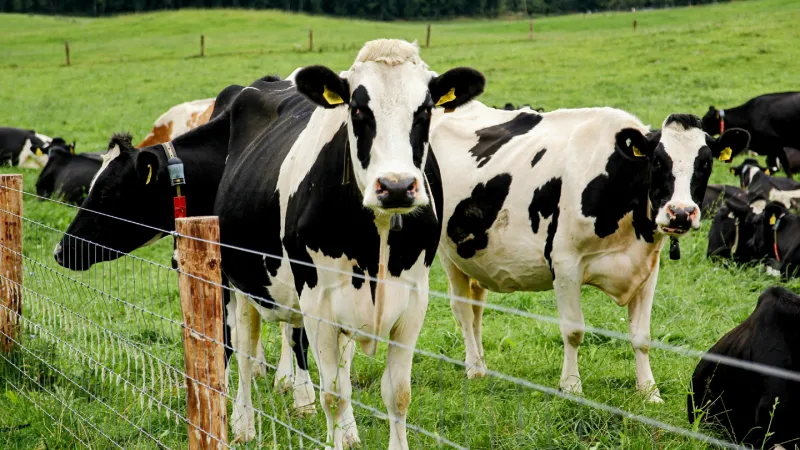New mutations help the H5N1 bird flu virus infect cows but not people