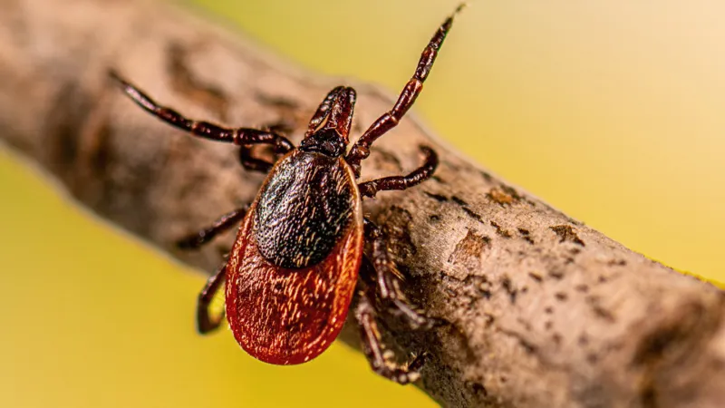 A vaccine for Lyme disease could be on the horizon