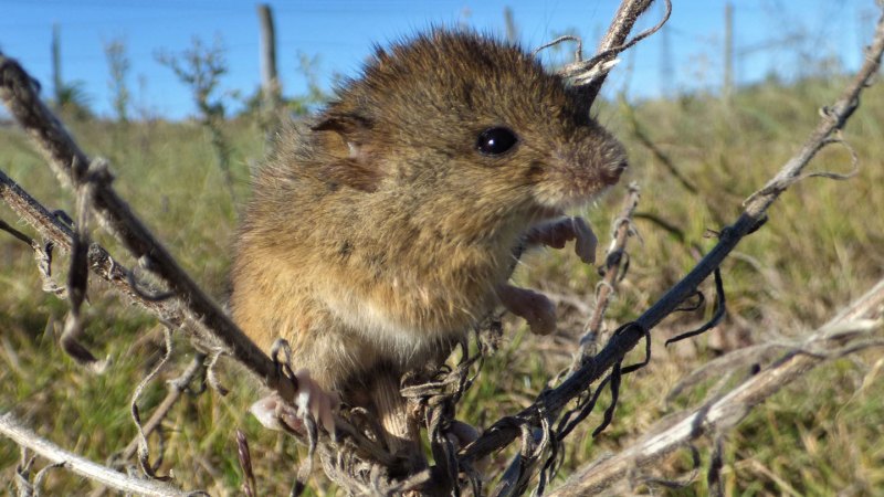 Warming may help rodent-borne viruses spread more widely