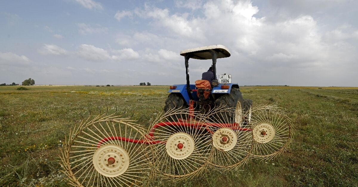 Morocco farmers saw hope in rain, but Mideast war inflates production costs