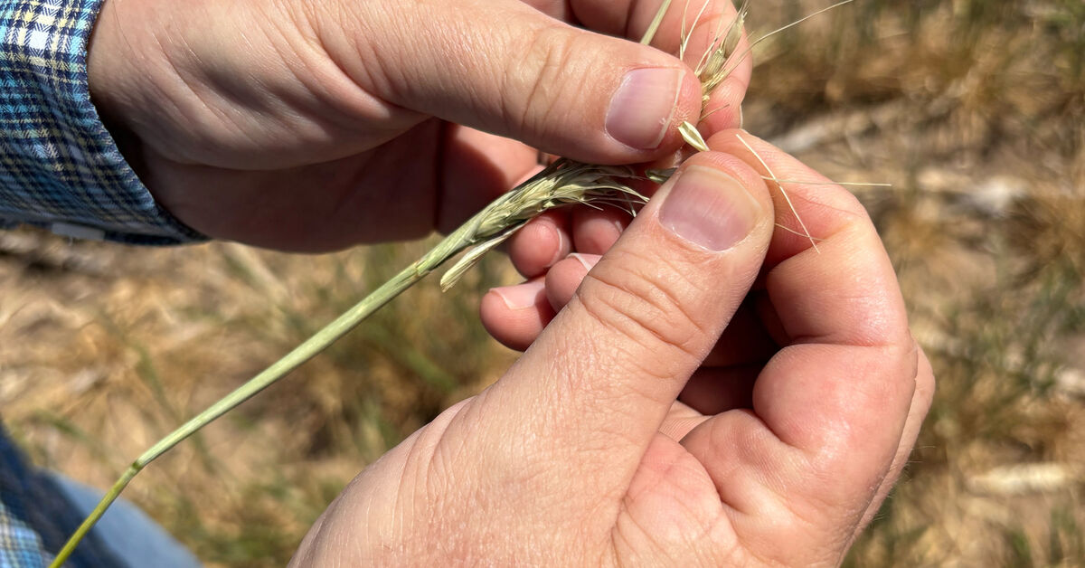 ‘Am I out?’ Drought and rising costs from Iran war deepen pain for US farmers