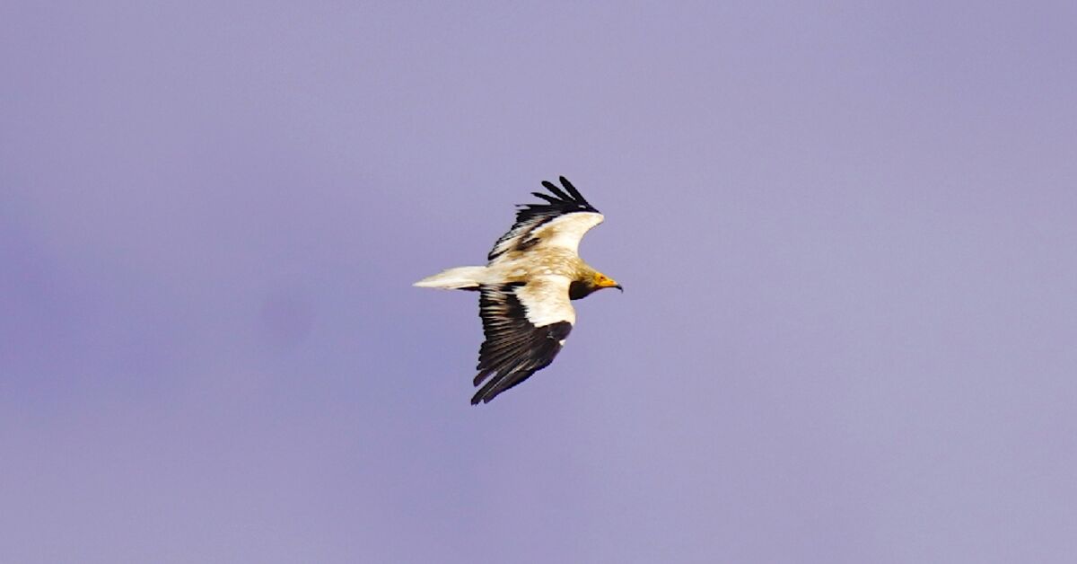 War imperils rare vultures’ yearly odyssey to the Balkans