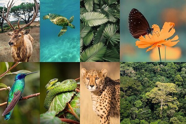 Tehran Times – International Day for Biological Diversity should highlight impacts of war on Iran’s environment