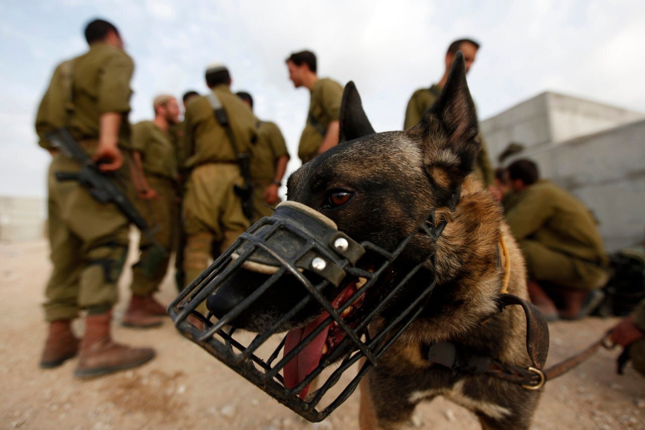 Tehran Times – Israel’s canine unit of sexual torture