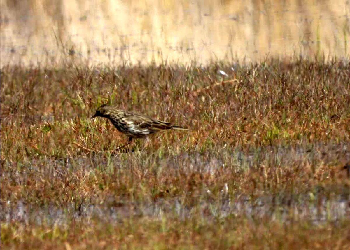 Tehran Times – Meadow Pipit spotted in Gandoman wetland