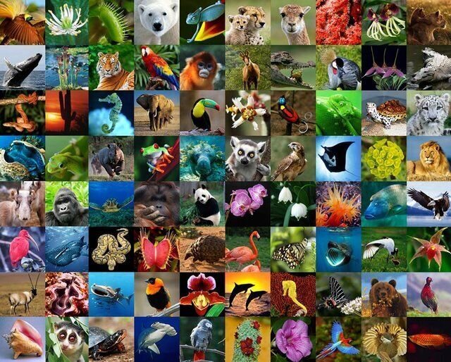 Preserving biodiversity; actions and necessities