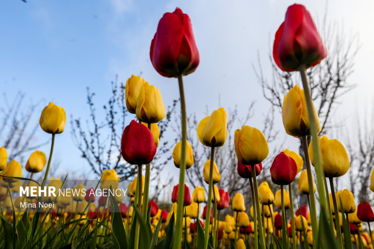 Tulip farm in Village of Espareh Khoun in Tabriz