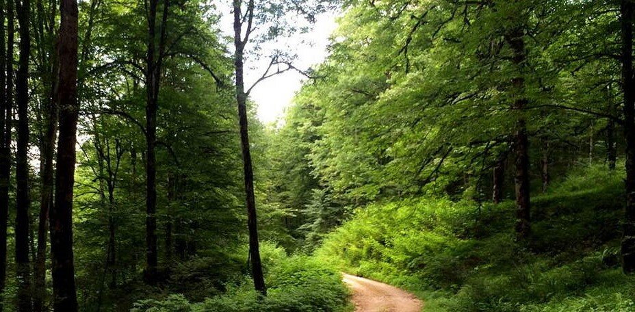 DOE starts satellite monitoring across Hyrcanian forests