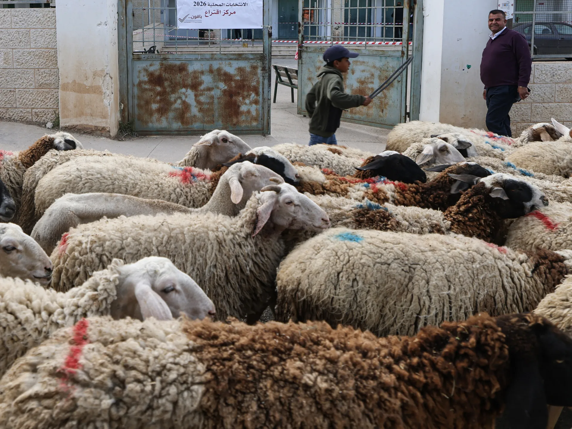 Israeli settlers run over livestock in occupied West Bank | Crime