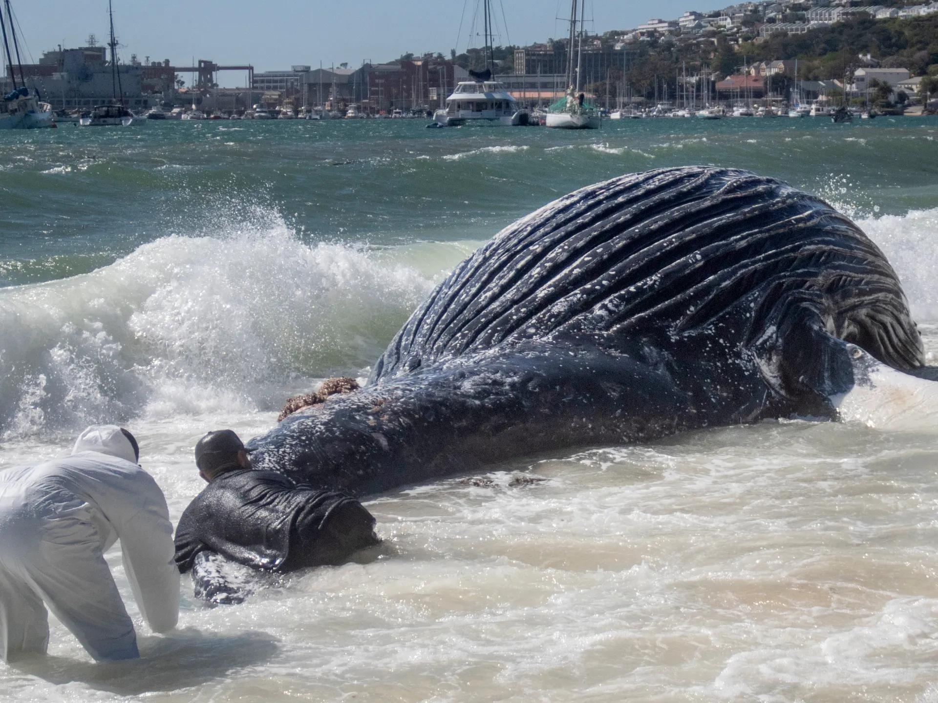 Why the Iran war is threatening whales near South Africa | Environment News