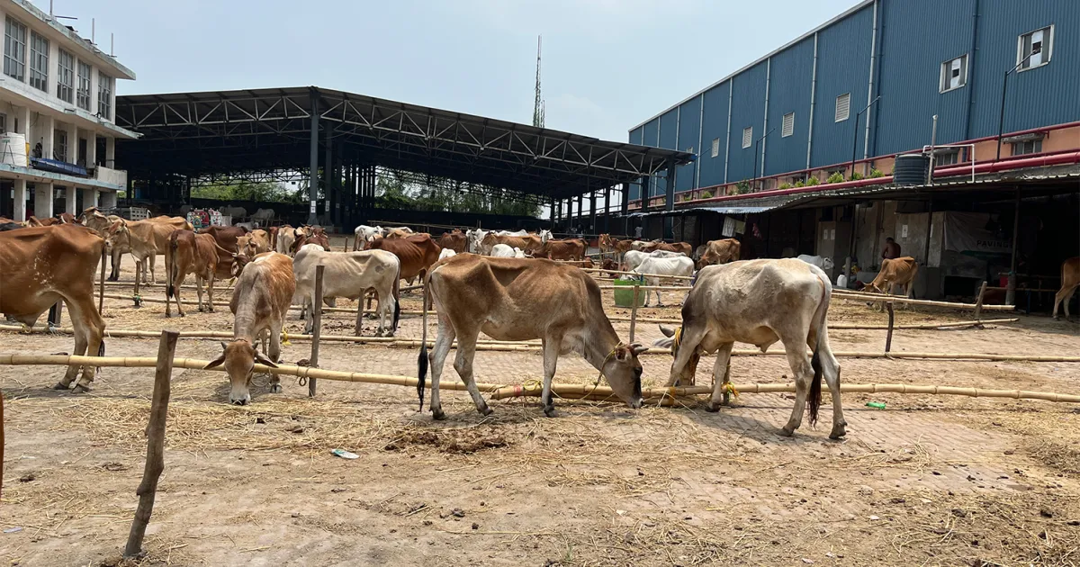 Cattle market empties as fear grips Eid preparations in India’s West Bengal | Religion News