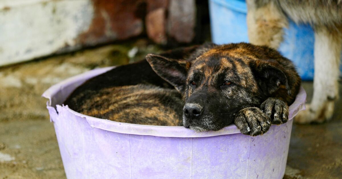 Outrage in Lebanon after activist detained for posting dog abuse video