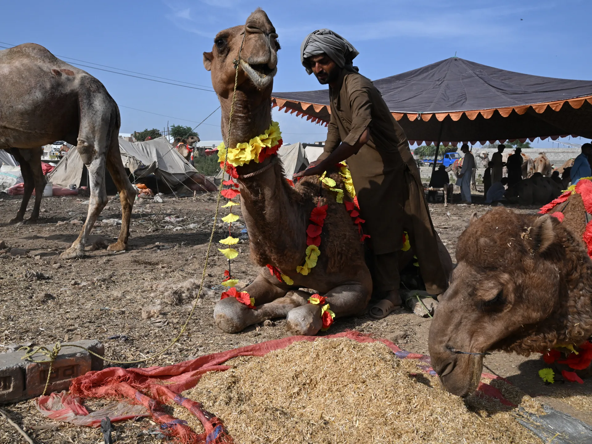 Pakistan’s Eid livestock traders losing as war on Iran pushes up prices | Oil and Gas
