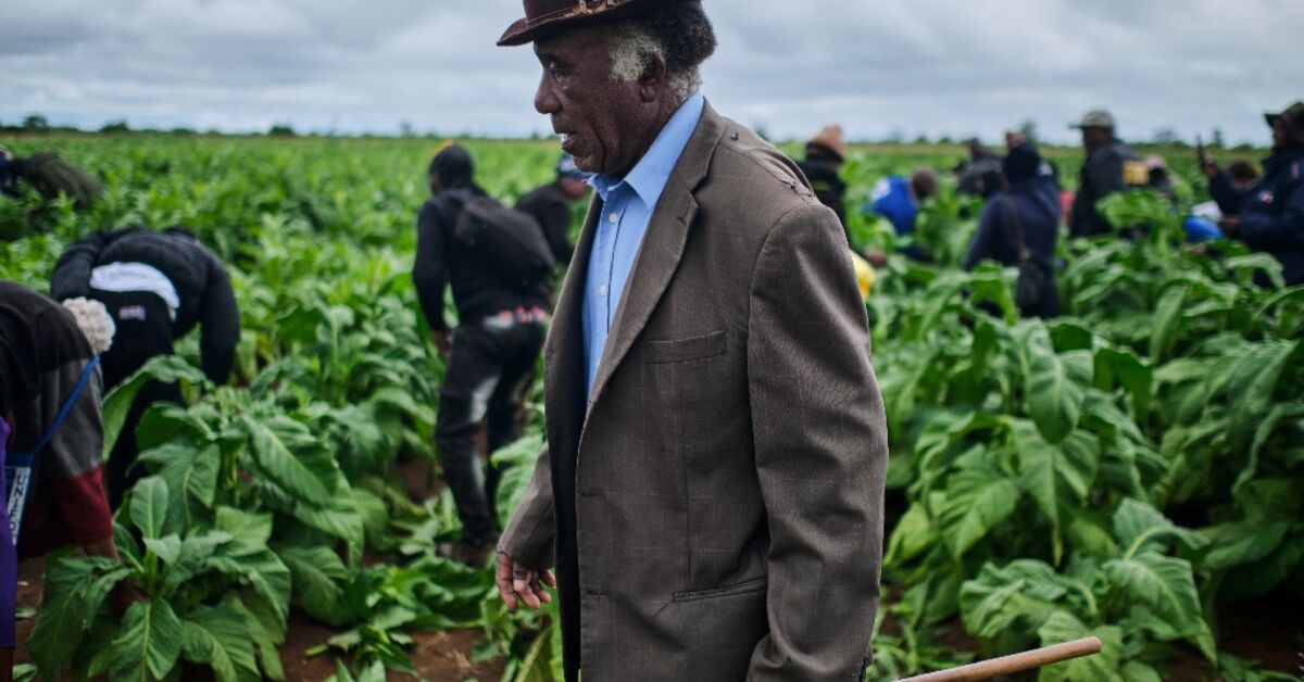 Zimbabwe tobacco hits new highs under smallholder contracts
