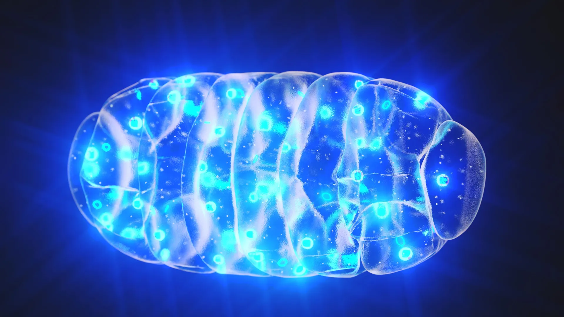Scientists reversed memory loss by recharging the brain’s tiny engines