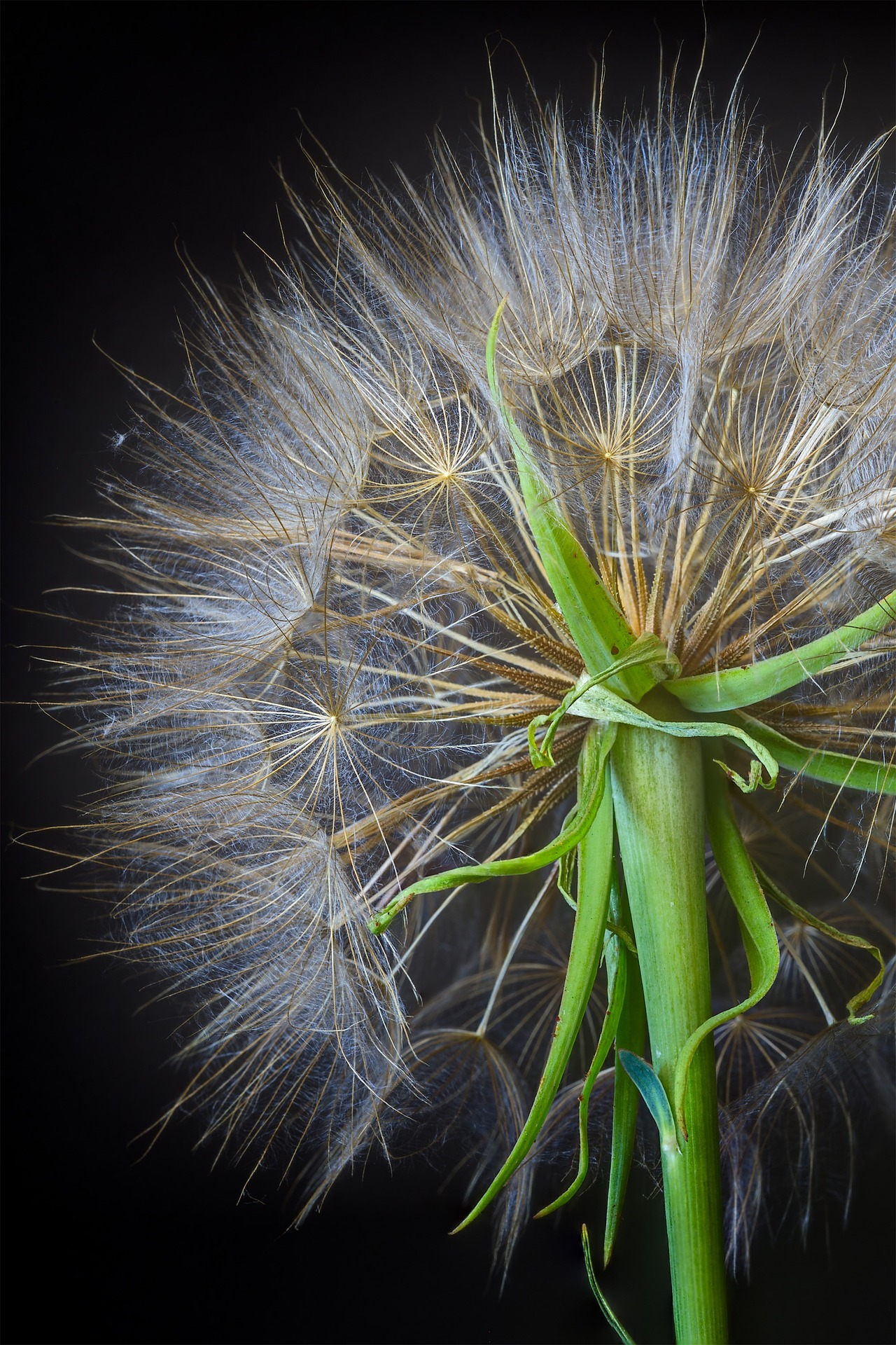 Antibody Binding Affinity Enhances Anaphylactic Reaction