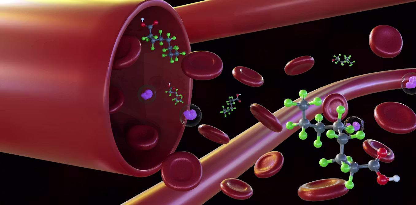 PFAS leave fingerprints in your blood – researchers are figuring out how forever chemicals transform in your body to read these clues