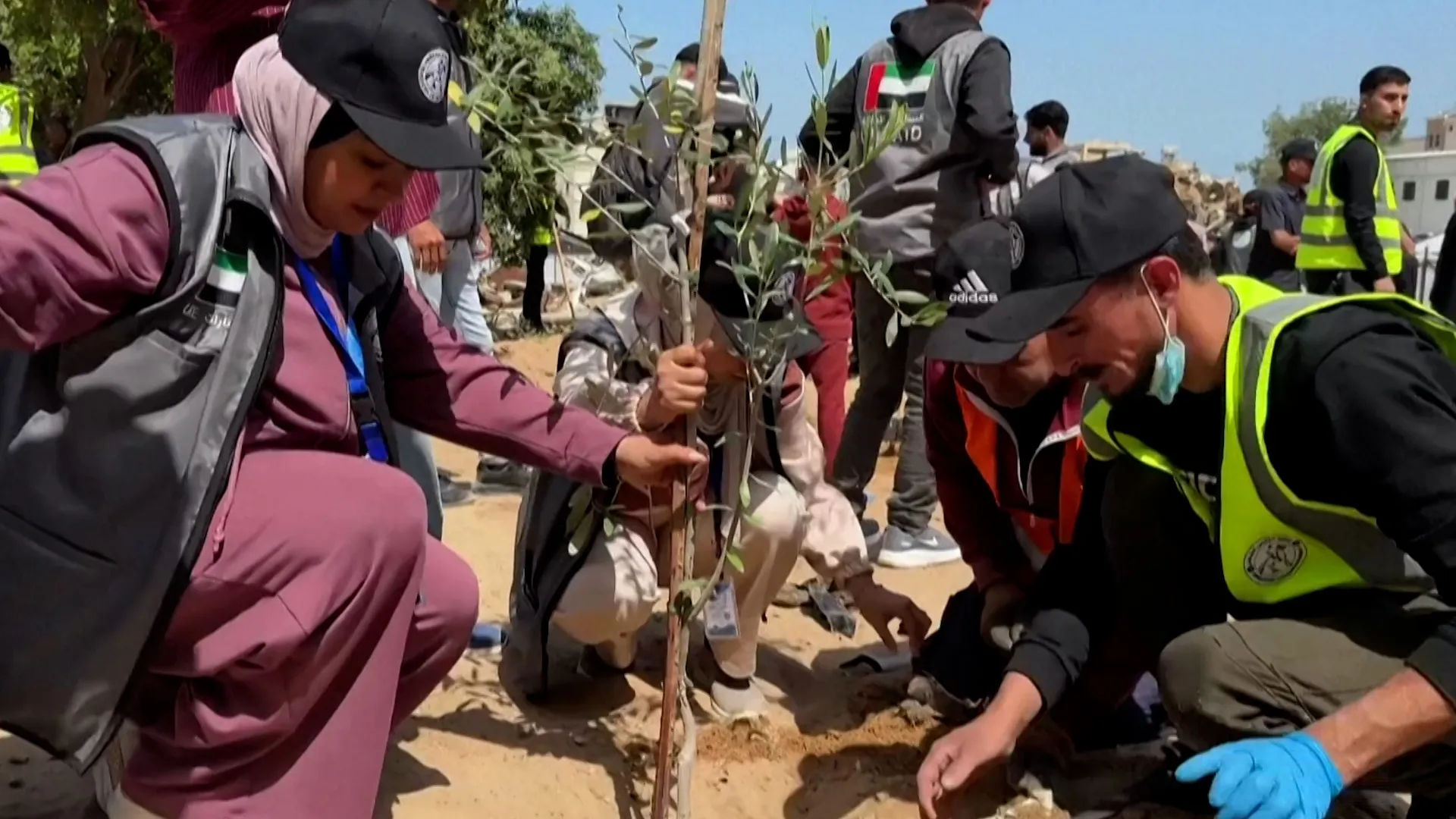 Gaza volunteers plant olive trees at devastated al-Shifa Hospital | Genocide News