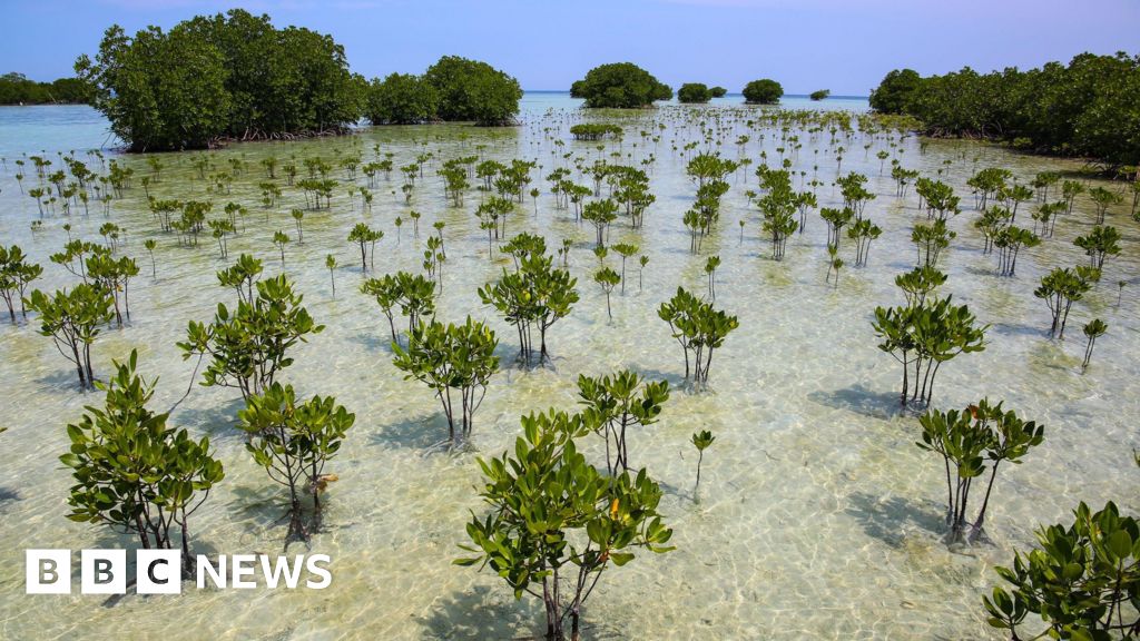 Mangrove forests are healing after decades of human destruction