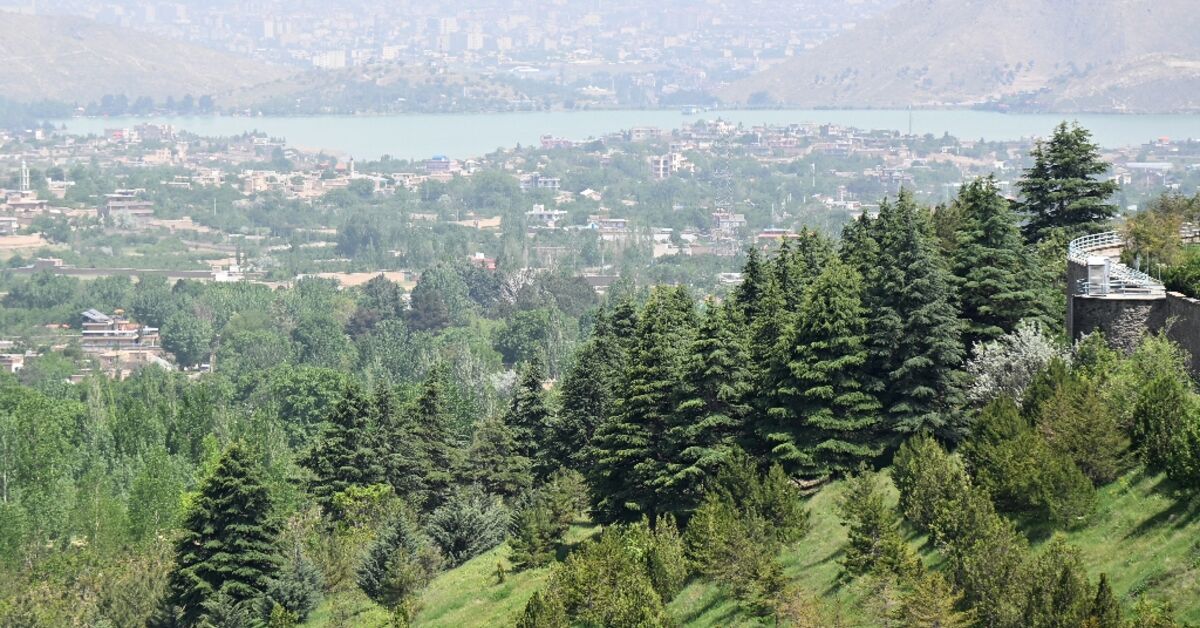 From poplars to pistachios, Afghans rediscover the value of trees