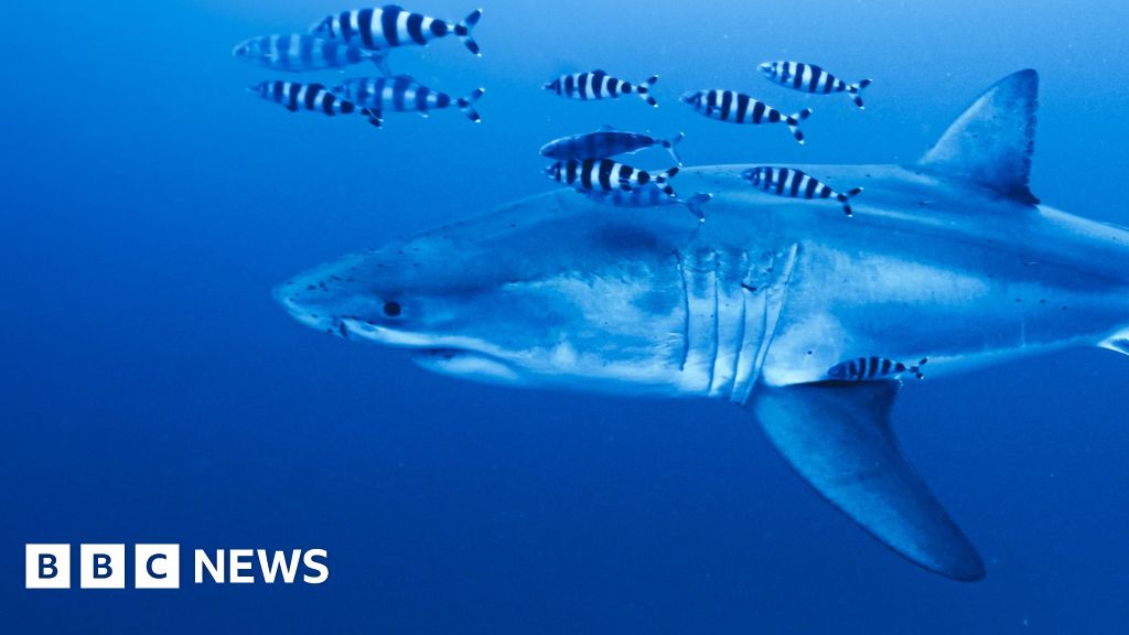 ‘Pretty special’: Diver on filming rare footage of Great White shark in the Mediterranean
