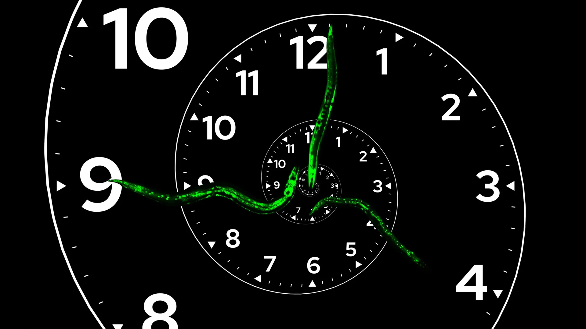 Scientists discover the master clock that controls biological growth and development