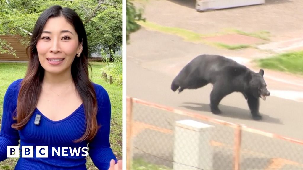 Japanese bear on the run after injuring four people