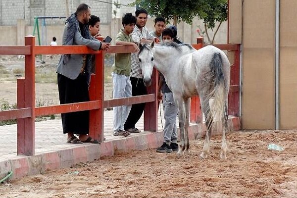 Yemen’s race to save its Arabian horses from war’s grip