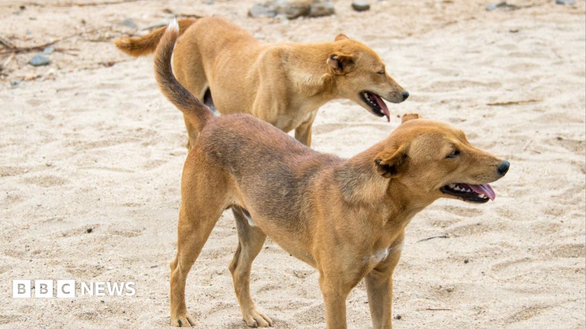 Hossana residents forced to kill their own dogs after Ethiopia rabies deaths
